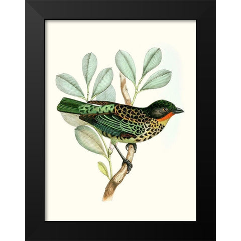 On Perch I Black Modern Wood Framed Art Print by Unknown