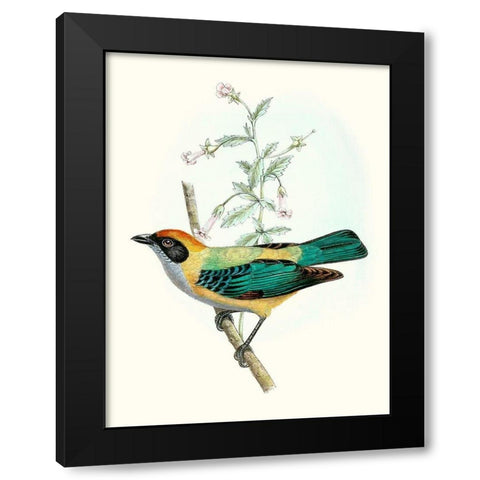 On Perch II Black Modern Wood Framed Art Print by Unknown