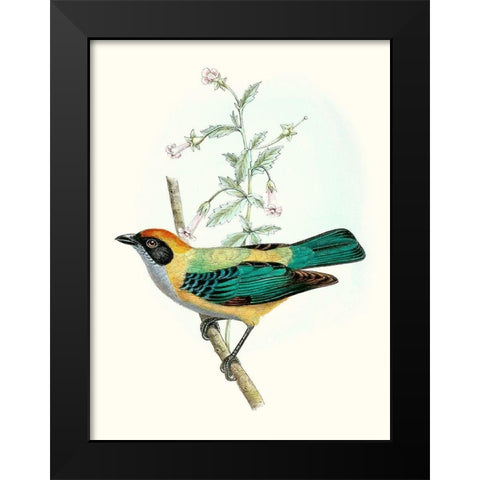 On Perch II Black Modern Wood Framed Art Print by Unknown