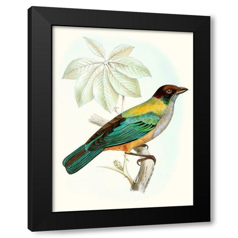 On Perch III Black Modern Wood Framed Art Print by Unknown
