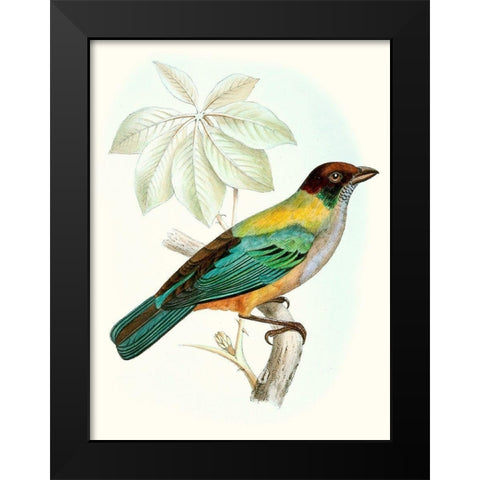 On Perch III Black Modern Wood Framed Art Print by Unknown