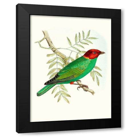On Perch V Black Modern Wood Framed Art Print by Unknown