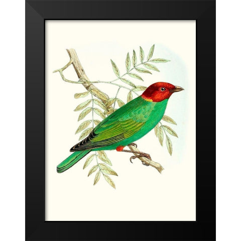 On Perch V Black Modern Wood Framed Art Print by Unknown