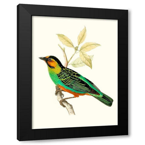 On Perch VI Black Modern Wood Framed Art Print by Unknown