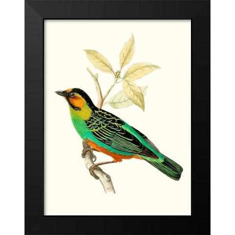 On Perch VI Black Modern Wood Framed Art Print by Unknown