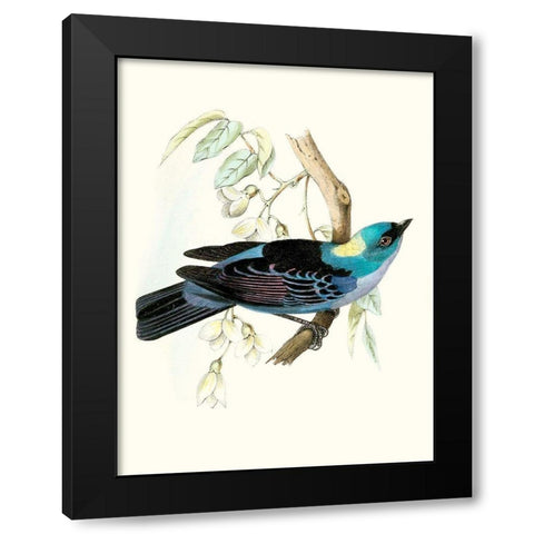 On Perch VII Black Modern Wood Framed Art Print by Unknown