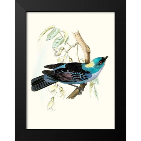On Perch VII Black Modern Wood Framed Art Print by Unknown