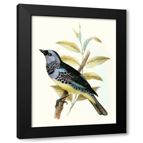 On Perch VIII Black Modern Wood Framed Art Print with Double Matting by Unknown