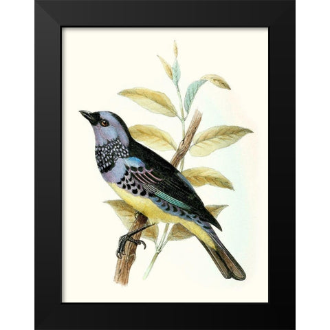On Perch VIII Black Modern Wood Framed Art Print by Unknown