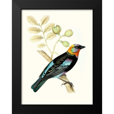 On Perch IX Black Modern Wood Framed Art Print by Unknown