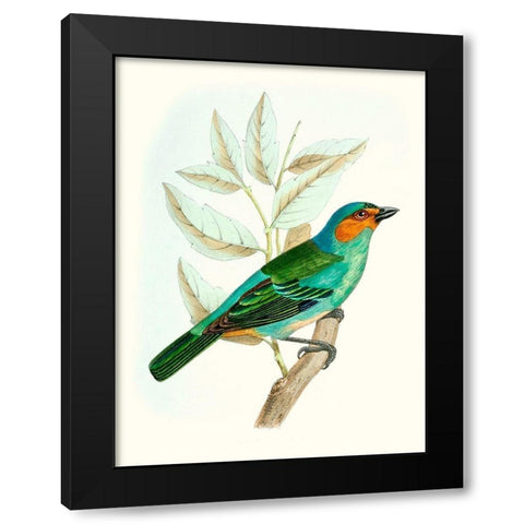 On Perch XI Black Modern Wood Framed Art Print by Unknown