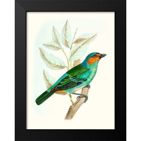 On Perch XI Black Modern Wood Framed Art Print by Unknown