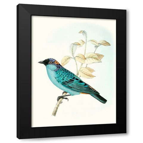 On Perch XII Black Modern Wood Framed Art Print by Unknown