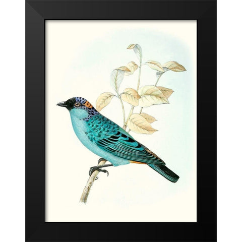 On Perch XII Black Modern Wood Framed Art Print by Unknown
