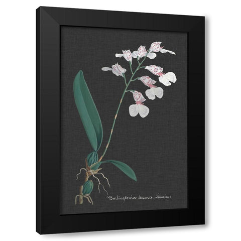 Orchid on Slate VI Black Modern Wood Framed Art Print with Double Matting by Vision Studio