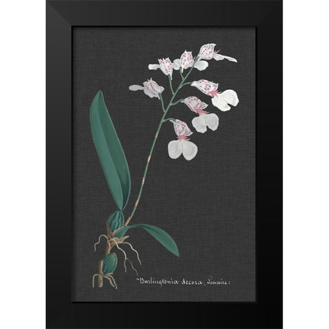 Orchid on Slate VI Black Modern Wood Framed Art Print by Vision Studio