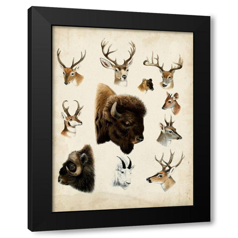Western Animal Species I Black Modern Wood Framed Art Print with Double Matting by Unknown