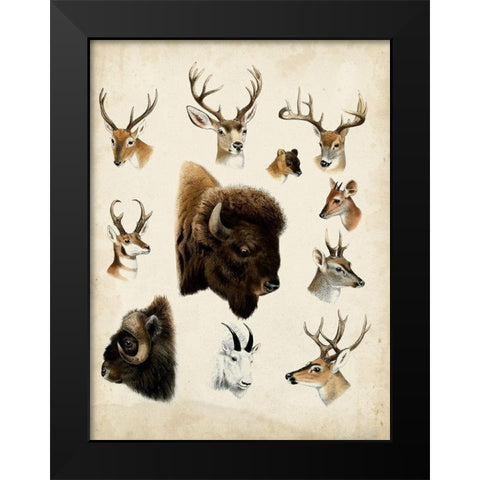 Western Animal Species I Black Modern Wood Framed Art Print by Unknown