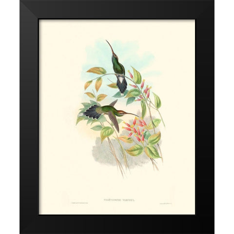 Hummingbird Delight I Black Modern Wood Framed Art Print by Gould, John