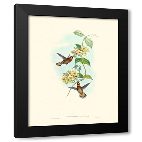 Hummingbird Delight II Black Modern Wood Framed Art Print with Double Matting by Gould, John