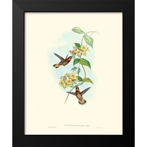 Hummingbird Delight II Black Modern Wood Framed Art Print by Gould, John