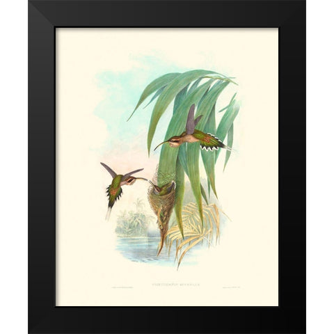 Hummingbird Delight III Black Modern Wood Framed Art Print by Gould, John