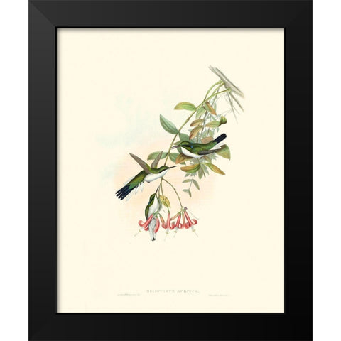 Hummingbird Delight V Black Modern Wood Framed Art Print by Gould, John