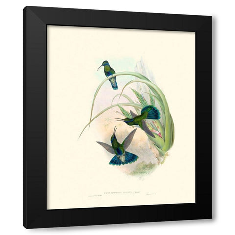 Hummingbird Delight VI Black Modern Wood Framed Art Print with Double Matting by Gould, John