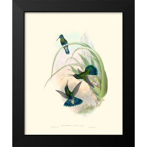 Hummingbird Delight VI Black Modern Wood Framed Art Print by Gould, John