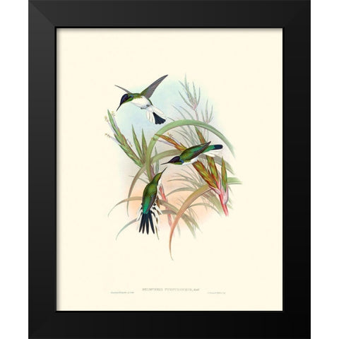 Hummingbird Delight VII Black Modern Wood Framed Art Print by Gould, John