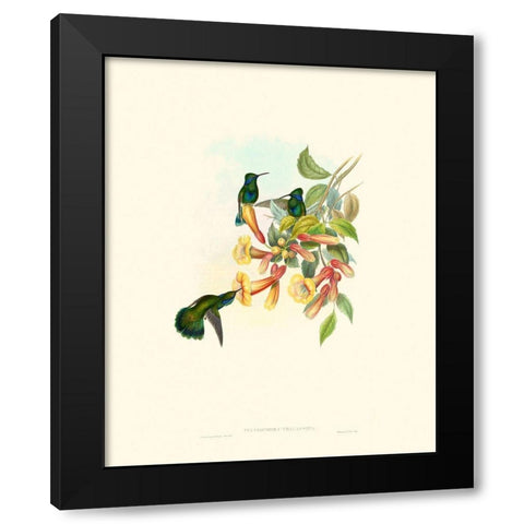 Hummingbird Delight IX Black Modern Wood Framed Art Print with Double Matting by Gould, John