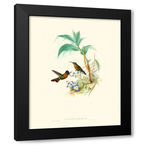 Hummingbird Delight X Black Modern Wood Framed Art Print by Gould, John
