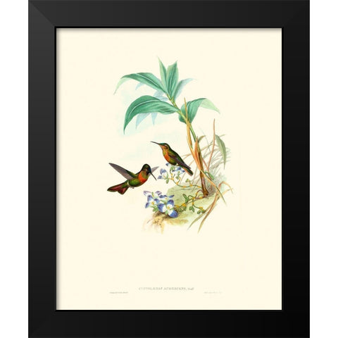 Hummingbird Delight X Black Modern Wood Framed Art Print by Gould, John