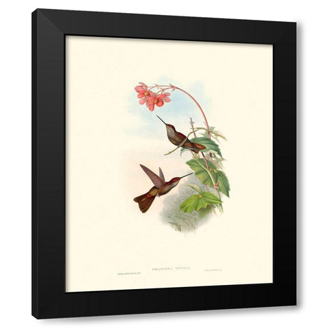 Hummingbird Delight XI Black Modern Wood Framed Art Print by Gould, John