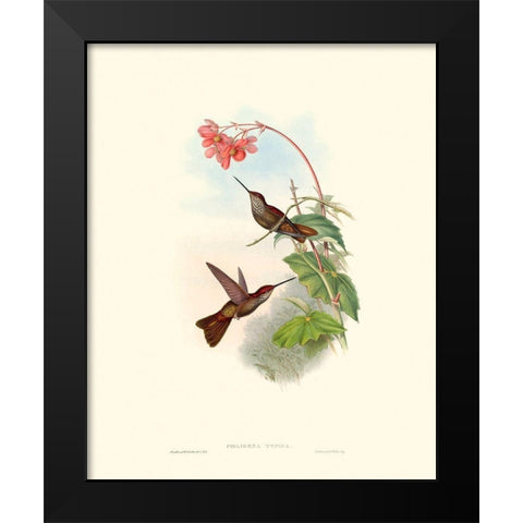 Hummingbird Delight XI Black Modern Wood Framed Art Print by Gould, John