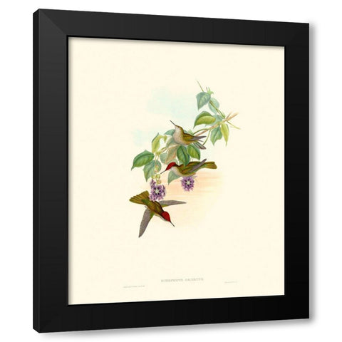 Hummingbird Delight XII Black Modern Wood Framed Art Print by Gould, John