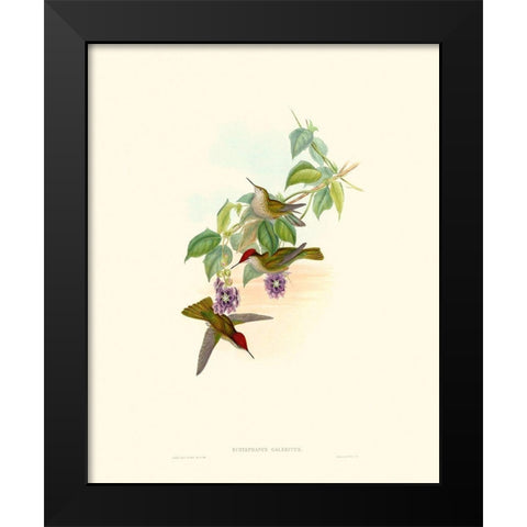 Hummingbird Delight XII Black Modern Wood Framed Art Print by Gould, John