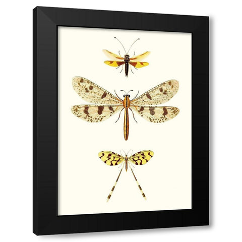 Entomology Series I Black Modern Wood Framed Art Print with Double Matting by Blanchard