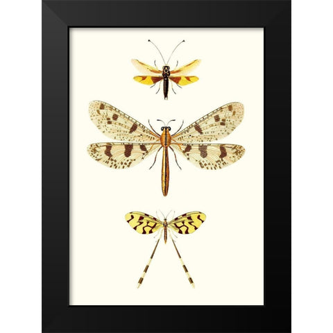 Entomology Series I Black Modern Wood Framed Art Print by Blanchard