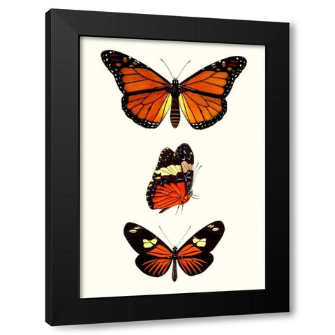 Entomology Series II Black Modern Wood Framed Art Print with Double Matting by Blanchard
