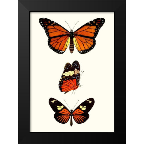 Entomology Series II Black Modern Wood Framed Art Print by Blanchard