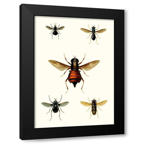 Entomology Series III Black Modern Wood Framed Art Print with Double Matting by Blanchard