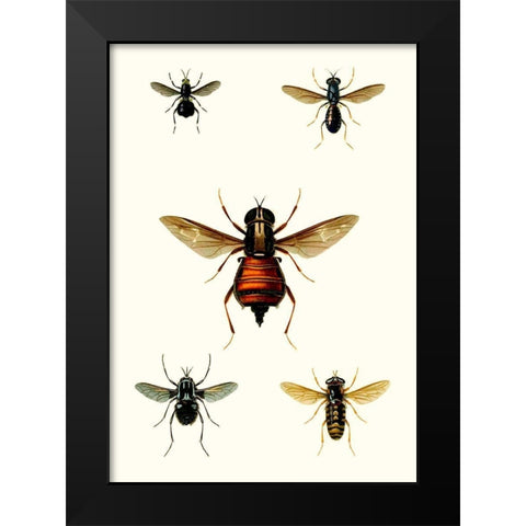 Entomology Series III Black Modern Wood Framed Art Print by Blanchard