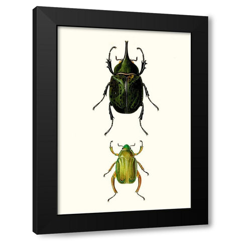 Entomology Series IV Black Modern Wood Framed Art Print with Double Matting by Blanchard