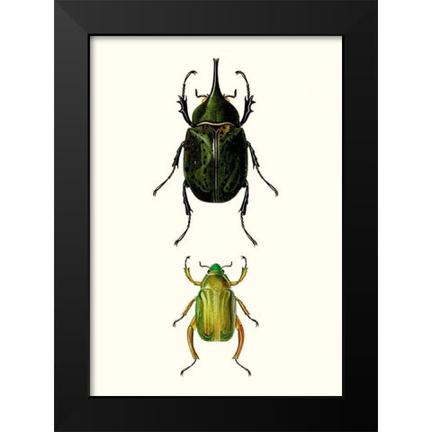 Entomology Series IV Black Modern Wood Framed Art Print by Blanchard