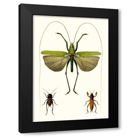 Entomology Series V Black Modern Wood Framed Art Print with Double Matting by Blanchard