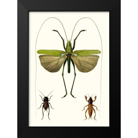 Entomology Series V Black Modern Wood Framed Art Print by Blanchard