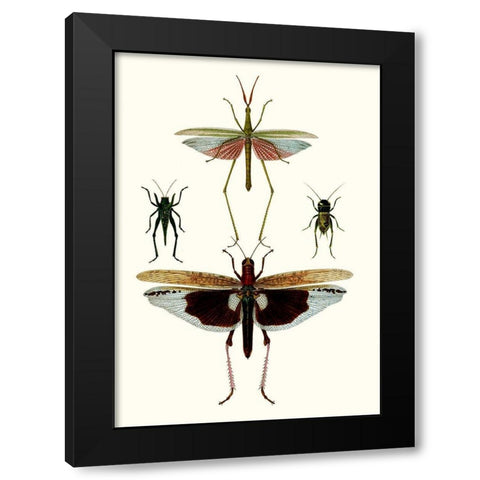 Entomology Series VI Black Modern Wood Framed Art Print with Double Matting by Blanchard