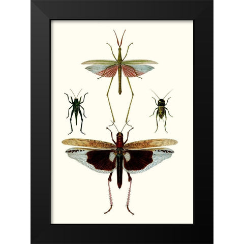 Entomology Series VI Black Modern Wood Framed Art Print by Blanchard