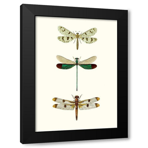 Entomology Series VII Black Modern Wood Framed Art Print with Double Matting by Blanchard